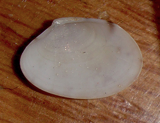 bivalve da identificare